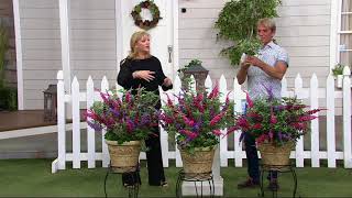 Cottage Farms 3-in-1 Compact Buzz Butterfly Bush on QVC