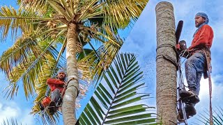 🌴ഒരു കിടിലൻ തെങ്ങ് മുറി കണ്ടാലോ 😍🌴| Sky view⛅️ Coconut Tree Cutting | Village Woodpecker