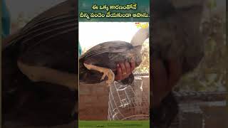 ఈ ఒక్క కారణంతోనే పందెం వేయకుండా ఆపాను #poltryfarm #trendingshorts #pandemkollu #shortsvideo #shorts