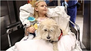 Découvrez l'hôpital qui permet aux animaux domestiques de rendre visite à leurs maîtres — Amélior...