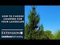 How to Choose Conifers for Your Landscape