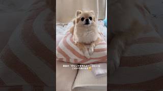 嬉しい時に見せてくれる、むーちゃんの舞い🐶💕 ポメチワ「むーちゃん」 Instagram @___muu.room #犬王国 #ポメチワ #ポメチワのいる生活 #ポメチワ好きな人と繋がりたい