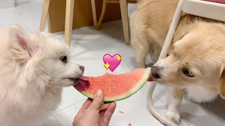 [ENG] 🍉수박을 처음 먹어보는그런 상황🍉