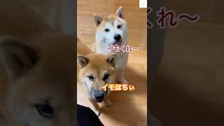 母ちゃん早く芋ちょうだい‼️柴犬の『鳴き声』が可愛すぎる　#柴犬　#犬　#子犬　#兄弟 #犬のいる暮らし