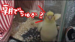 雛オカメを起こす瞬間！早朝、水槽生活のバスタオルを取ると・・・cockatiel【オカメインコのきなこ】