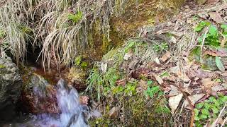 【自然音・ASMR】長楽寺：湧水の奏でるヒーリング音 [Amazing nature scenery.]