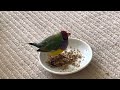 七彩文鸟宝宝出来玩一会儿乐高～～～baby gouldian finch came out of cage playing~~~