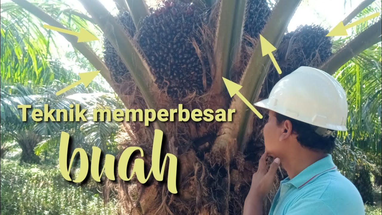 Cara Agar Kelapa Sawit Berbuah Besar Dan Banyak - YouTube