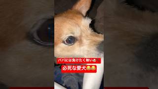 パパには敵対心丸出しの愛犬😂😂#愛犬#犬 #犬好き #犬のいる暮らし #かわいい犬 #dog #豆柴#shorts