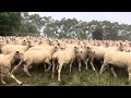 600 x 660 ewes u0026 lambs