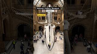 Natural History Museum London| Science museum. #shorts #shortsfeed