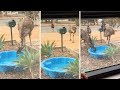 Desperate Emus Invade Garden To Drink From Pool In Drought