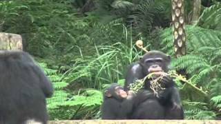 臺北市立動物園_非洲動物區_黑猩猩Chimpanzee_02