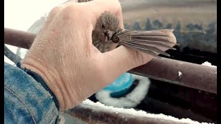 Man Saves Frozen Bird Stuck To Fence