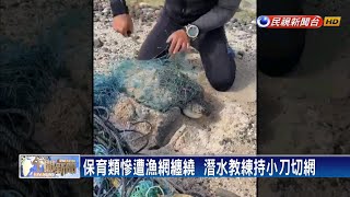 欖蠵龜遭漁網纏繞  送回台灣照料－民視新聞