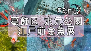 【屋外飼育すごい】水元公園 江戸前金魚展で極上金魚と出会った！【2/3】