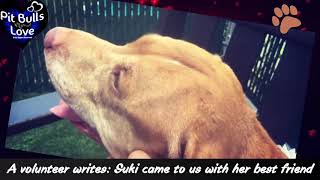 Suki ID# 36725 MANHATTAN ANIMAL CARE CENTER