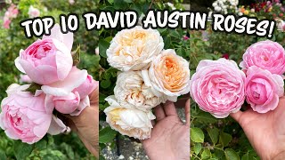 Top 10 MOST BEAUTIFUL David Austin Roses For 2022! 🌹