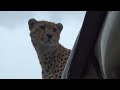 Cheetah in the Car Face to Face with a Cheetah in the Masai Mara