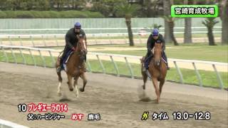 【2016育成馬展示会　調教映像】上場番号10 プレギエーラの１４