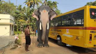 ബസിൽ ചാരി ഒരു നിലവ്/ Chirakkatt Ayyappa Elephant video /Elephant in Kerala