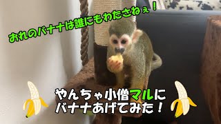 リスザル マルにバナナあげてみた！【ナニワの在宅動物園】