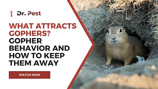 What Attracts Gophers? Gopher Behavior and How to Keep Them Away | Dr. Pest