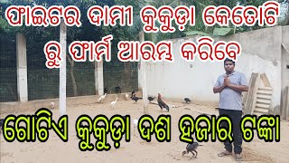 ଫାଇଟର ଦାମୀ କୁକୁଡ଼ା କେତୋଟି ରୁ ଫାର୍ମ ଆରମ୍ଭ କରିବେ // ଗୋଟିଏ ଦଶ ହଜାର ଟଙ୍କା // Papu Desi Kukuda Farm