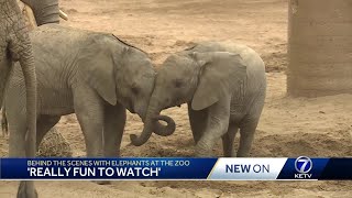 How Omaha's zookeepers entertain and enrich animal lives