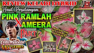 Part 2 Review Keladi Hybrid Hasil Persilangan Pink Ramlah dan Ameera | Cara Menyilangkan Keladi