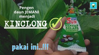 Cara perawatan daun JEMANI | Tip's daun mengkilap | Jemani Mangkok Pagoda