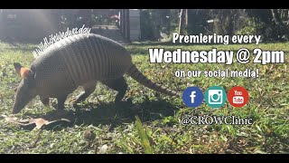 Wildlife Wednesday - Ep.19: Billy, the Nine-banded Armadillo