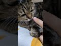 まだお尻が臭いねこ みーちゃん 拭いたのにね 猫のいる暮らし