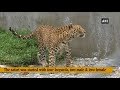 india’s first ever leopard safari inaugurated at a zoo in west bengal west bengal news