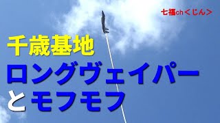 千歳基地　ロングヴェイパーとモフモフ