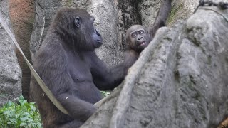 Baby Gorilla Sumomo Wants to Play and Touch Brother Riki | Gorilla Haoko Family