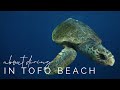 About the Diving in Tofo Beach w/ Mozambique Experience.