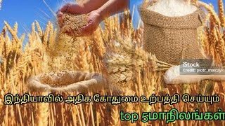 இந்தியாவில் அதிக கோதுமை உற்பத்தி செய்யும் top 5 மாநிலங்கள்