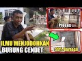 Bongkar Rahasia Sukses Beternak Burung Cendet Ala Mas Ikhsan || Simak sampai Selesai