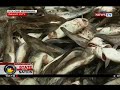 sona pagkamatay ng iba t ibang uri ng isda sa ilog iniimbestigahan