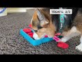 corgis do a puzzle race