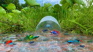 How To Make Easy Betta Fish And Wild Fish Trap By Using Big Water Bottle At Countryside (Episode 41)