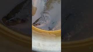 dharun playing with fish/தருண் மீனுடன் விளையாட்டு