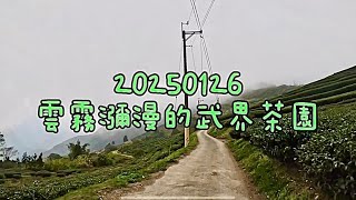 20250126_武界茶園