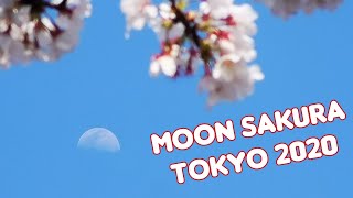 MOON🌗🌸SAKURA Petal Rain YAEZAKURA Kanzan 2020 TOKYO Cherry Blossom FULL BLOOM 🎬 HUAWEI P30 PRO