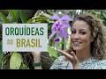 18 ORQUÍDEAS nativas do BRASIL para ter no JARDIM de CASA