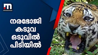 നീലഗിരിയിലെ നരഭോജി കടുവ പിടിയിൽ | Mathrubhumi News