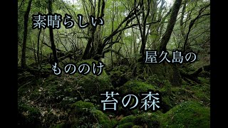 苔庭in屋久島