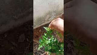 வீட்டுத் தோட்டம் | ஜாதிமல்லி  செடி வளர்ப்பு #gardening #garden