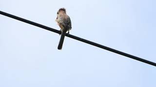 モズの鳴き声 オス Bull-headed shrike（百舌・百舌鳥・鵙・伯労，学名: Lanius bucephalus）スズメ目モズ科　DSCN7321